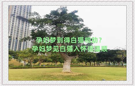 孕妇梦到得白猫相助？孕妇梦见白猫入怀很温顺