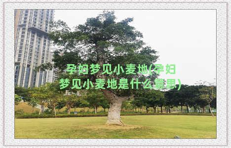 孕妇梦见小麦地(孕妇梦见小麦地是什么意思)