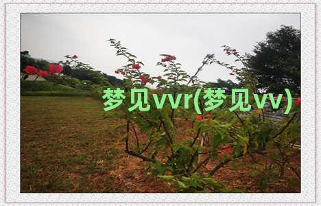 梦见vvr(梦见vv)