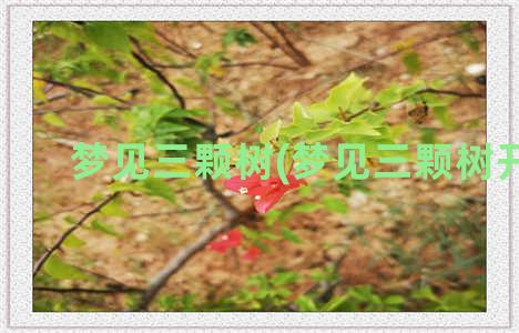 梦见三颗树(梦见三颗树开花)