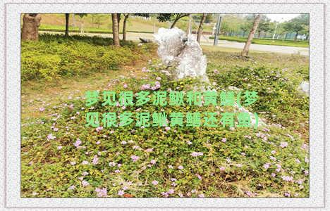 梦见很多泥鳅和黄鳝(梦见很多泥鳅黄鳝还有鱼)