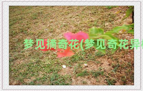 梦见摘奇花(梦见奇花异树)