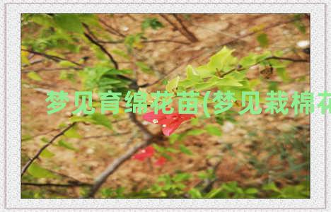 梦见育绵花苗(梦见栽棉花苗)