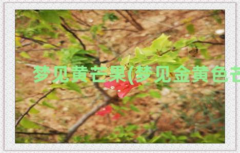 梦见黄芒果(梦见金黄色芒果)